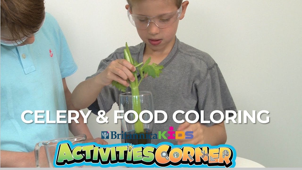 ACTIVITIES CORNER: Celery & Food Coloring Experiment | Britannica Kids