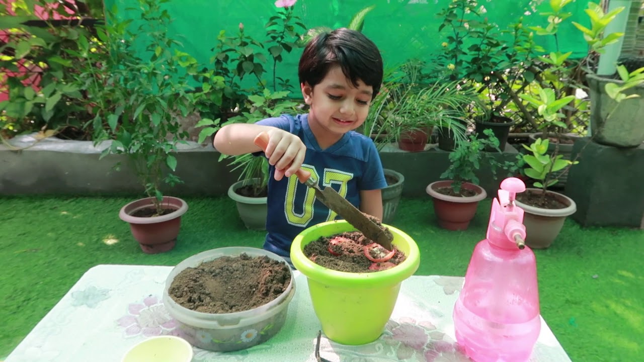 Easy Tomato Planting Activity for Kids #gardenactivityforkids #gardeningactivity #plantingtomatoes