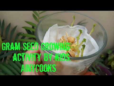 Gram Seed Germination. Kids Science Activity _ AinyCooks