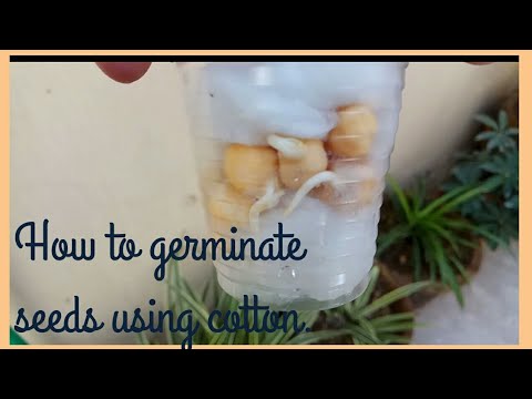 How to germinate seed using cotton balls | kids science activity