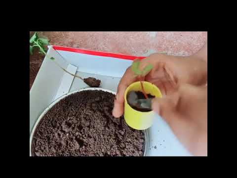 Mini pot planting || 😍 flower pot || beautiful flower plant ||  kid's activities.🌷🌱