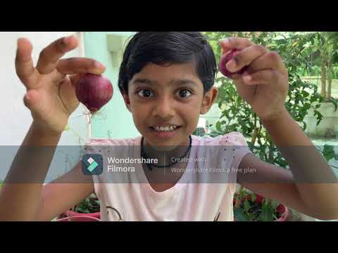 Onion Planting Activities with Kids