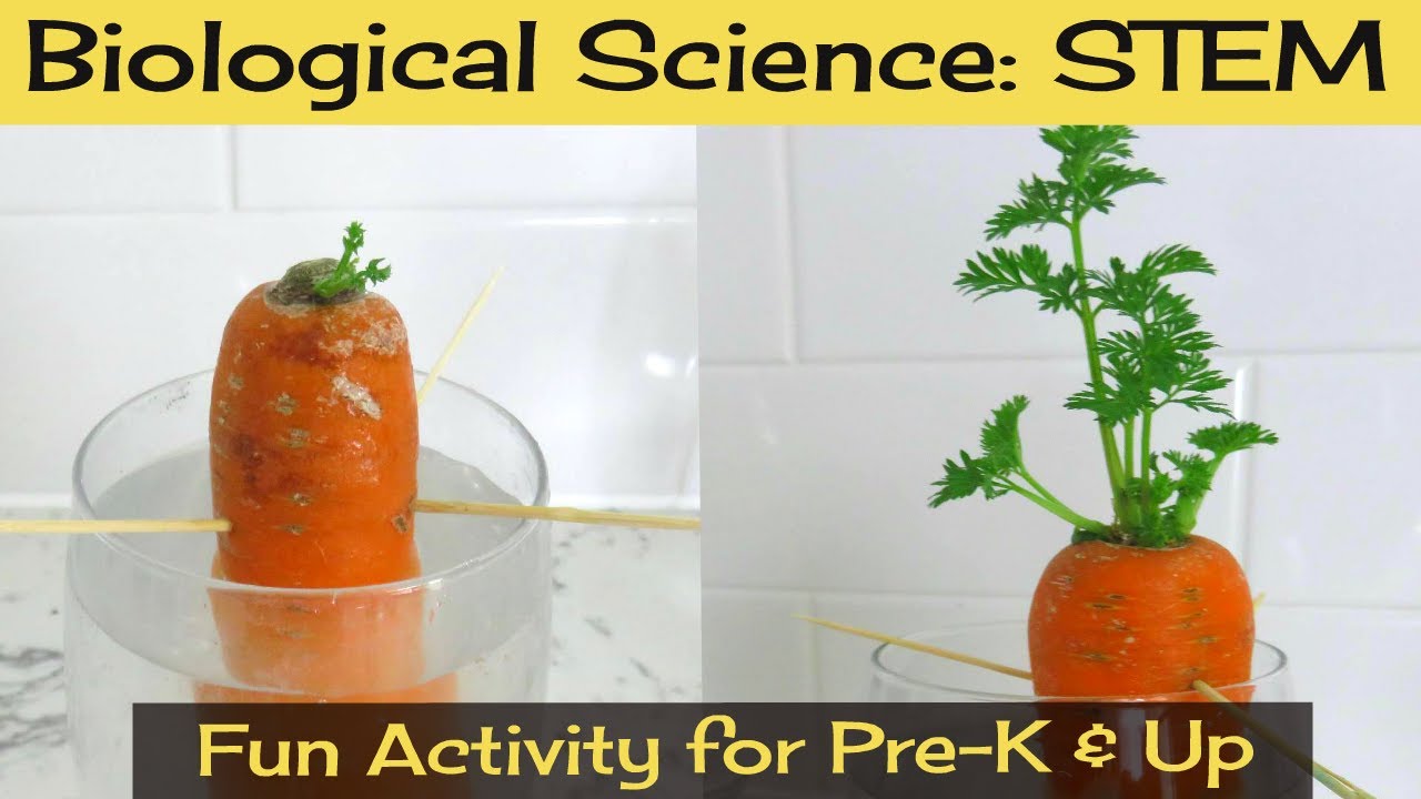 STEM Activities for Kids #8: Making Roots and Growing Shoots