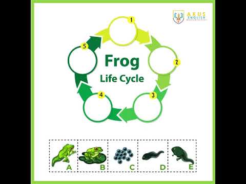 Small Quiz, Activities to Keep Your Kids Engaged, Frog Lifecycle, Kids Engagement Activities
