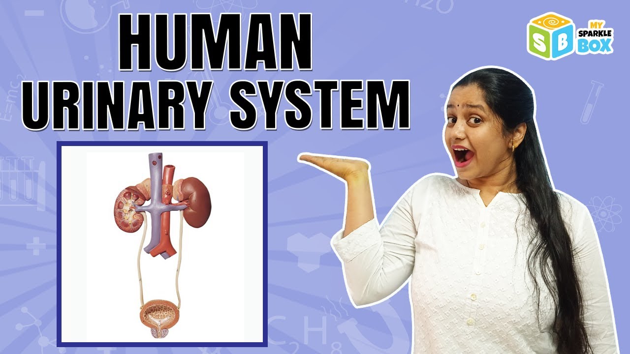 Human Urinary System | Grade 7 Science Activities | Easy Science Activities for kids | Sparkle Box