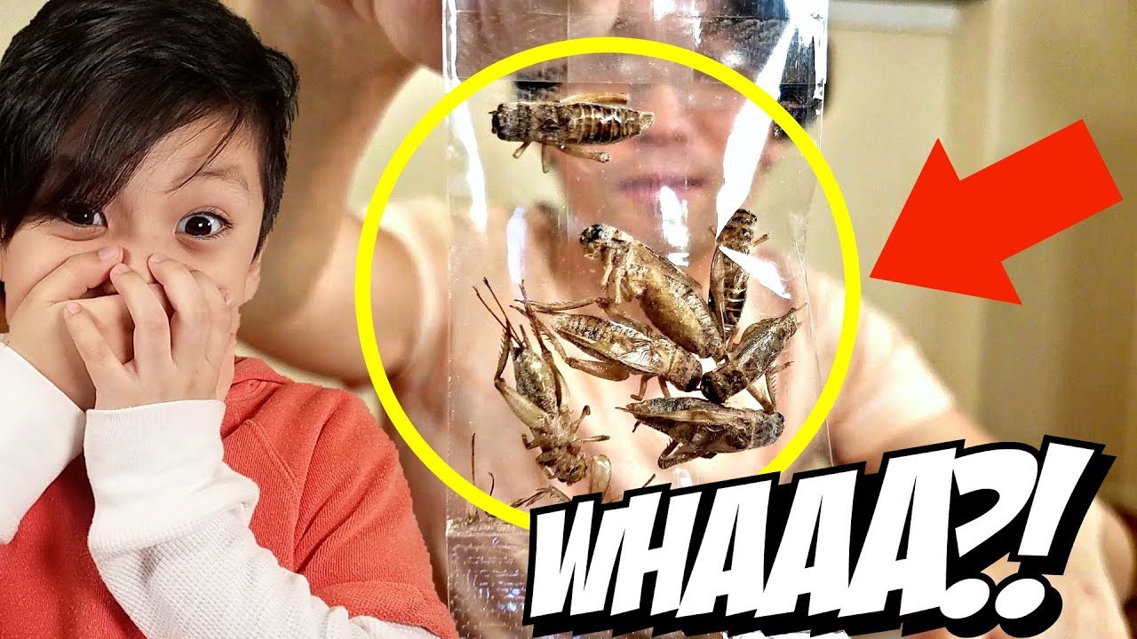 Kid Eats Bugs | Kid Vs Dad | Bug Snack Challenge | Kids Try | Kid EATS BUGS