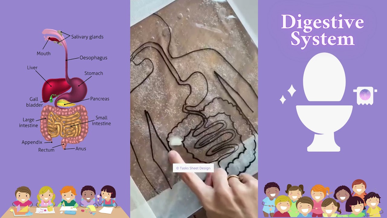 kids activities | Digestive system | Fun learn